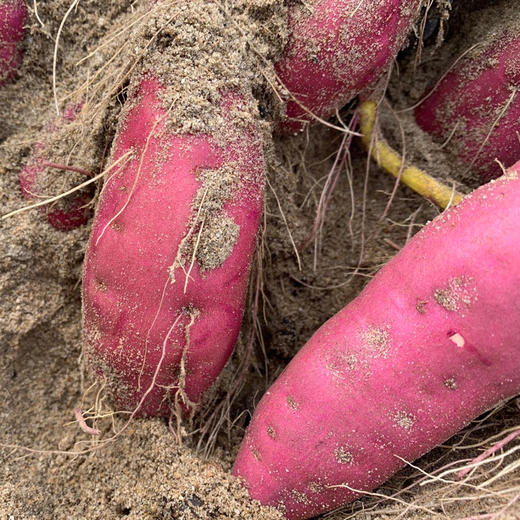 【海南•桥头地瓜】红皮黄肉无纤维 香甜不干 粉糯美味 浓郁板栗香 小时候的味道 自然农法种植 商品图7