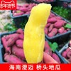 【海南•桥头地瓜】红皮黄肉无纤维 香甜不干 粉糯美味 浓郁板栗香 小时候的味道 自然农法种植 商品缩略图0