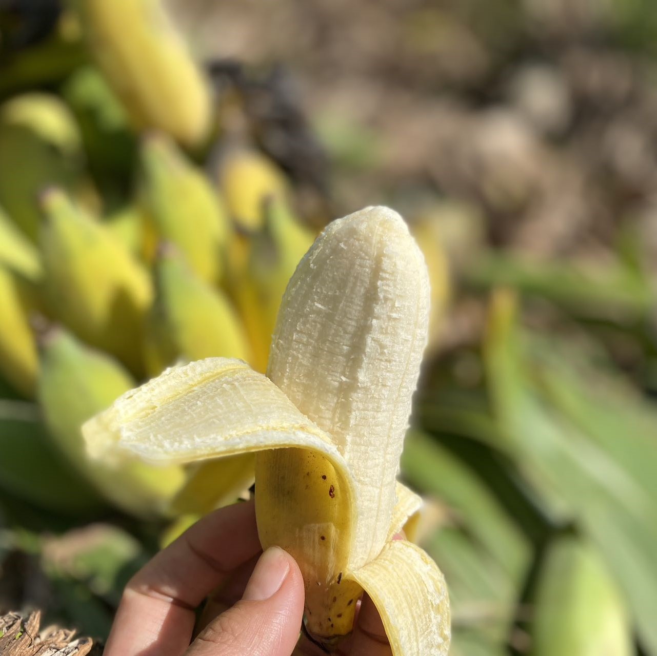 老实芭蕉（广粉1号粉蕉)