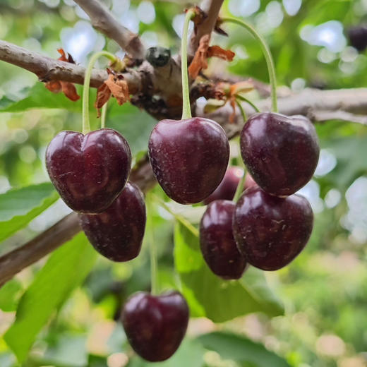 〔上海直发包邮06〕大连樱桃 商品图2