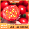 【专享】斜源爆汁小番茄1kg礼篮装自然生长无催熟无激素甜蜜可口 商品缩略图2