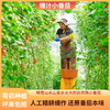 【专享】斜源爆汁小番茄1kg礼篮装自然生长无催熟无激素甜蜜可口 商品缩略图3