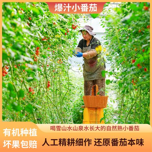 【专享】斜源爆汁小番茄1kg礼篮装自然生长无催熟无激素甜蜜可口 商品图3