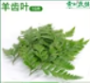 羊齿叶1*15g 商品缩略图0