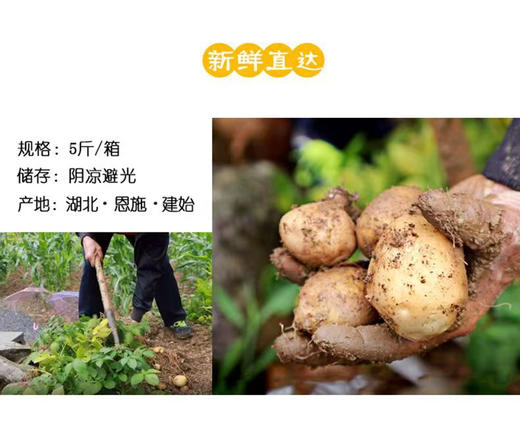 恩施小土豆中含有2%的蛋白质，18种氨基酸，其中有9种人体必须而又不能自身合成的氨基酸。含维生素B的含量是苹果的4倍，维生素C的含量是苹果的10倍。五斤一份 商品图5