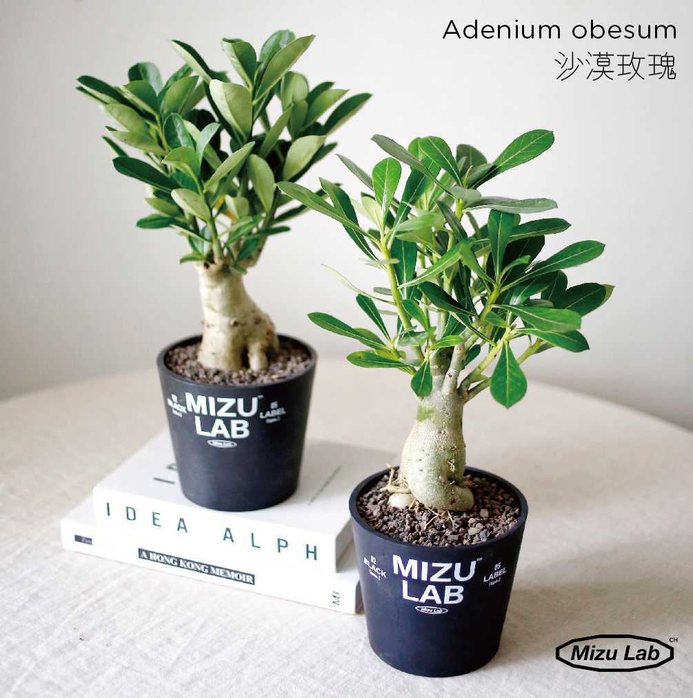 新手塊根植物-沙漠植物（全國包郵）