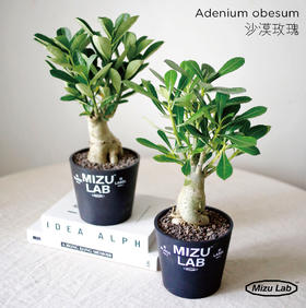 新手塊根植物-沙漠植物（全國包郵）