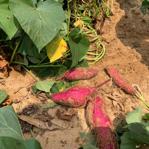 【海南•桥头地瓜】红皮黄肉无纤维 香甜不干 粉糯美味 浓郁板栗香 小时候的味道 自然农法种植 商品图3