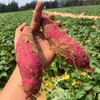 【海南•桥头地瓜】红皮黄肉无纤维 香甜不干 粉糯美味 浓郁板栗香 小时候的味道 自然农法种植 商品缩略图1