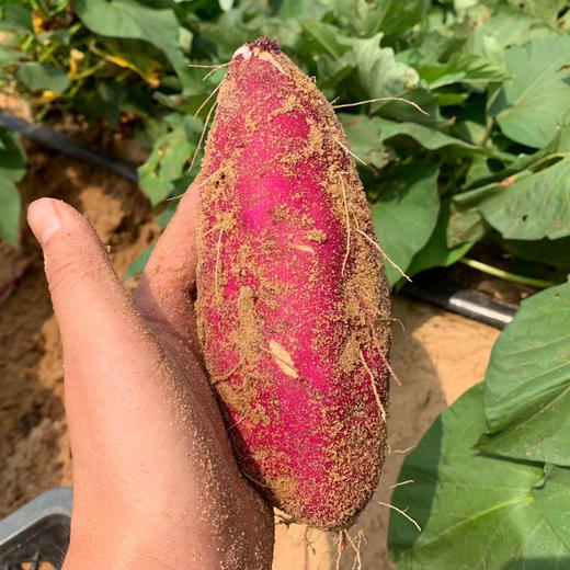 【海南•桥头地瓜】红皮黄肉无纤维 香甜不干 粉糯美味 浓郁板栗香 小时候的味道 自然农法种植 商品图6