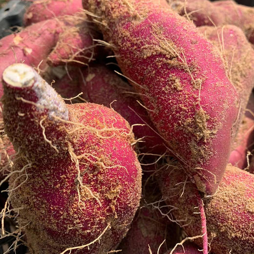 【海南•桥头地瓜】红皮黄肉无纤维 香甜不干 粉糯美味 浓郁板栗香 小时候的味道 自然农法种植 商品图4