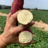 【海南•桥头地瓜】红皮黄肉无纤维 香甜不干 粉糯美味 浓郁板栗香 小时候的味道 自然农法种植 商品缩略图5