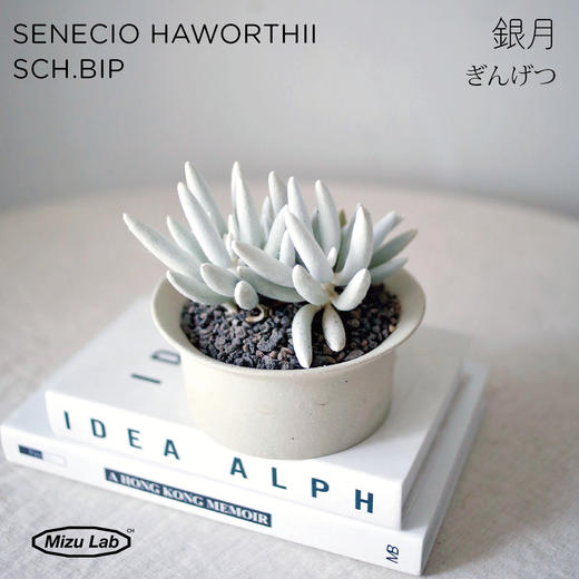 WHITE PLANT 白色植物-银月（全国包邮） 商品图0
