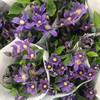 铁线莲.浅紫2 商品缩略图1