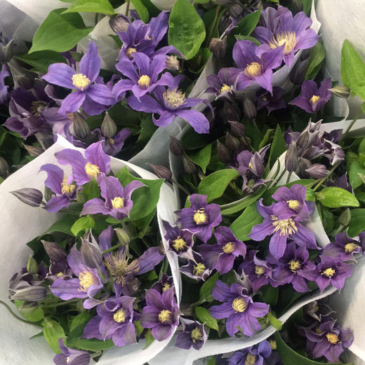 铁线莲.浅紫2 商品图1