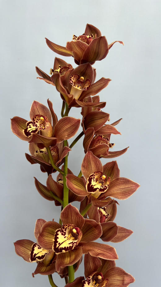 【新西兰进口】大花蕙兰 咖啡色 约12朵/枝 商品图1