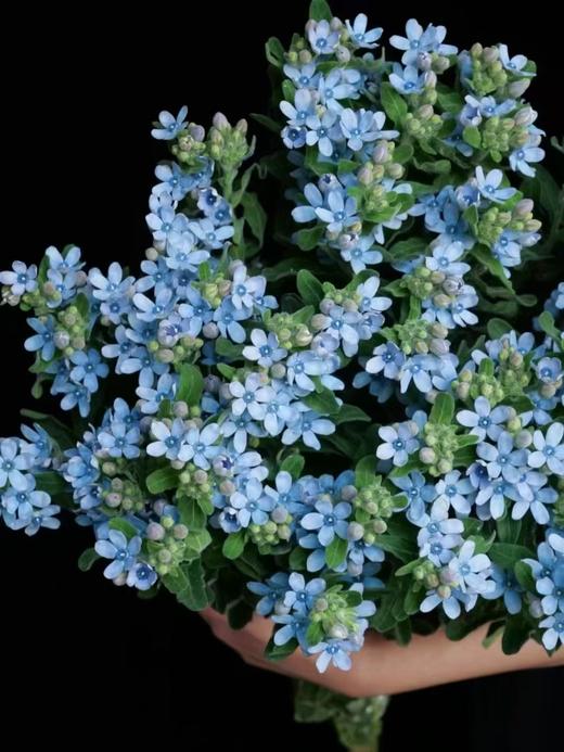 精品花材蓝星花蓝色粉色白色一扎 商品图7