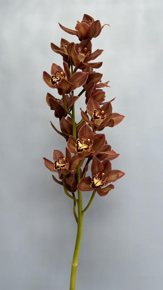 【新西兰进口】大花蕙兰 咖啡色 约12朵/枝 商品图0