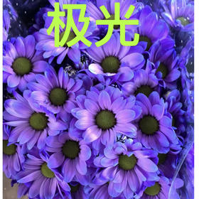 吸色小菊.极光