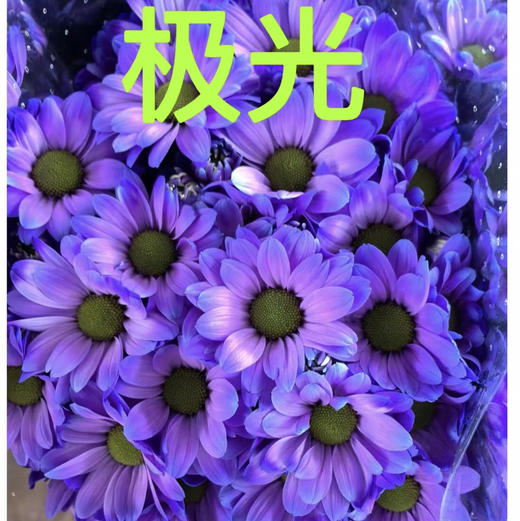 吸色小菊.极光 商品图0
