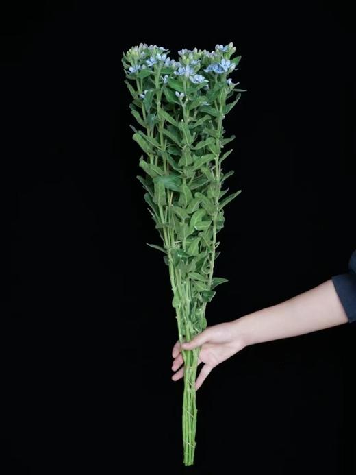 精品花材蓝星花蓝色粉色白色一扎 商品图8