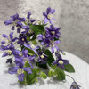 铁线莲.浅紫2 商品缩略图0