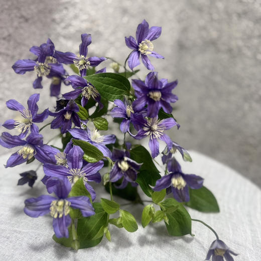 铁线莲.浅紫2 商品图0