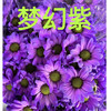 吸色小菊.梦幻紫 商品缩略图0