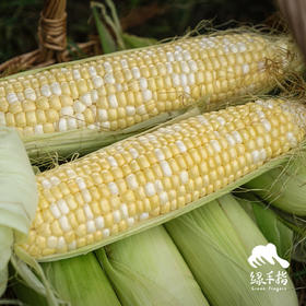 生态水果甜玉米 | 合作生产*Ecological fruit corn|  Partner Production