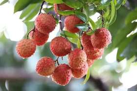  日啖荔枝三百颗，你最想炫哪一颗？