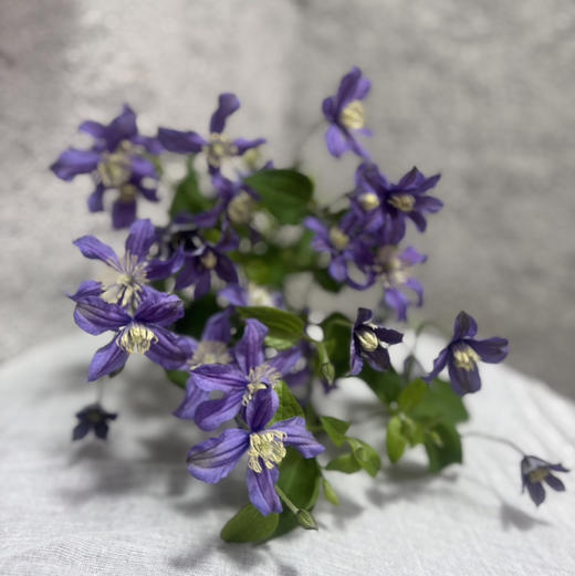 铁线莲.浅紫2 商品图2