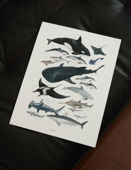 NICKIGAO | 虎鲸海豚装饰画 商品图0