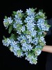 精品花材蓝星花蓝色粉色白色一扎 商品缩略图6