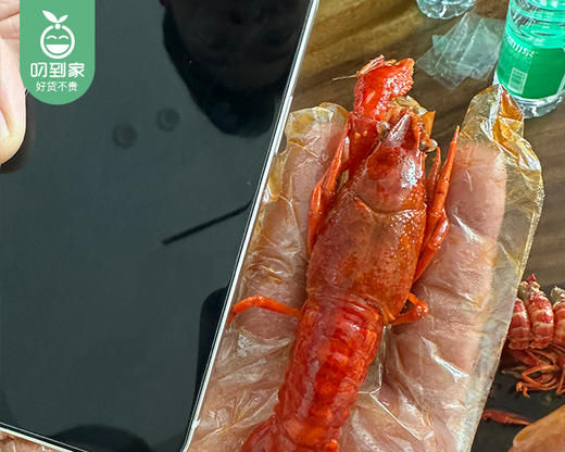 【预售-4月10日配送】拾锅侠泰式柠檬泡泡小龙虾（1.8kg/桶 40-45只 3-5钱）生产日期：4月8日 保质期：冷藏6天 商品图6