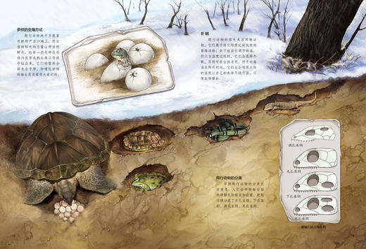 《生命简史：穿越地球46亿年》（全12册） 商品图14