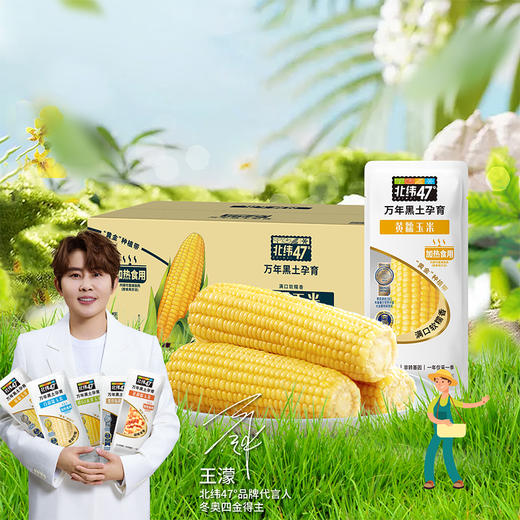 【北纬47度黄糯玉米】200g*10穗 从采摘到锁鲜成品不超过3小时 含纤维粗粮 饱腹感强 Q弹软糯 商品图0