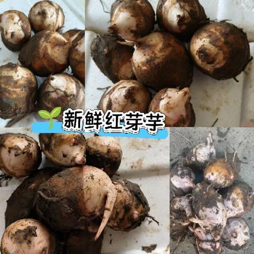 红芽芋 2.5斤左右/袋 商品图2