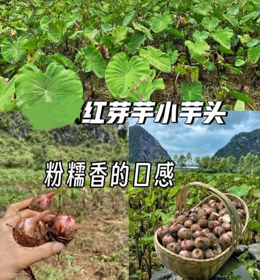 红芽芋 2.5斤左右/袋 商品图1