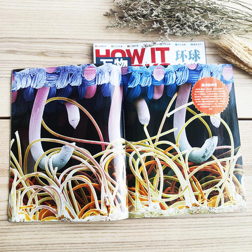 万物杂志 年刊12期订阅 （环球科学青少版） 商品图4