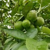 生态无籽青柠檬 | 合作生产 | 基地直发包邮 * Ecological Seedless Green Lemon 商品缩略图4