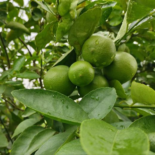 生态无籽青柠檬 | 合作生产 | 基地直发包邮 * Ecological Seedless Green Lemon 商品图4