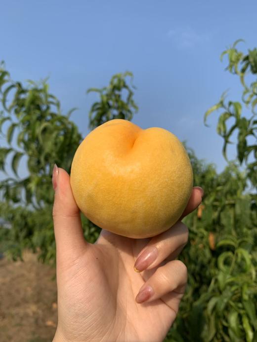 露天黄金油桃 商品图1