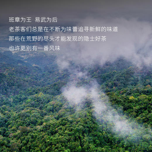 【蟒蛇箐】2025年头采春茶古树易武茶区蟒蛇箐诠释易武蕞野韵味易武精微产品357克/饼，拍5发6拍20发25 商品图2