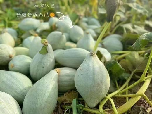 新疆贵族南瓜 商品图0