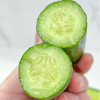 【水果小黄瓜】新鲜采摘 肉质脆嫩 瓜味浓郁 商品缩略图5