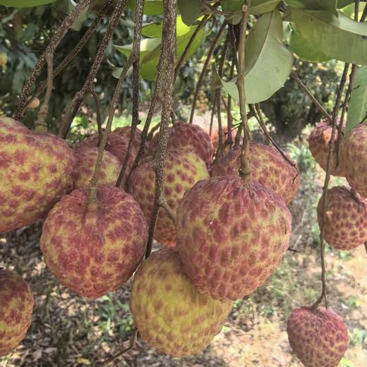 【糯米糍荔枝】京东到家 肉厚核小 果肉白嫩 香甜多汁 汁水丰富 3种规格任选 商品图7