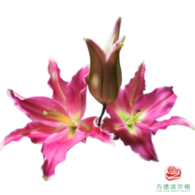 百合-普莱亚诺 5枝一扎