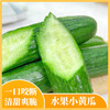 【水果小黄瓜】新鲜采摘 肉质脆嫩 瓜味浓郁 商品缩略图6