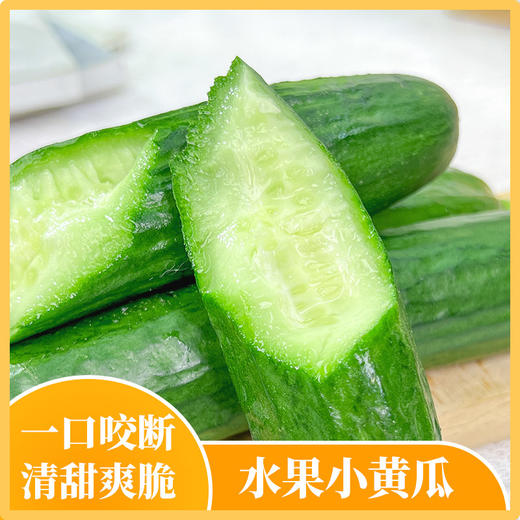 【水果小黄瓜】新鲜采摘 肉质脆嫩 瓜味浓郁 商品图6