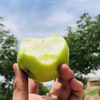 陕西青苹果 当季新鲜现摘苹果，快来尝鲜~酸甜脆清爽 商品缩略图6